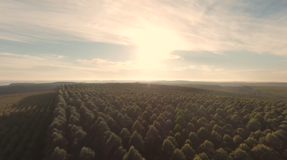 Klabin 360º – Uma experiência em nossas florestas