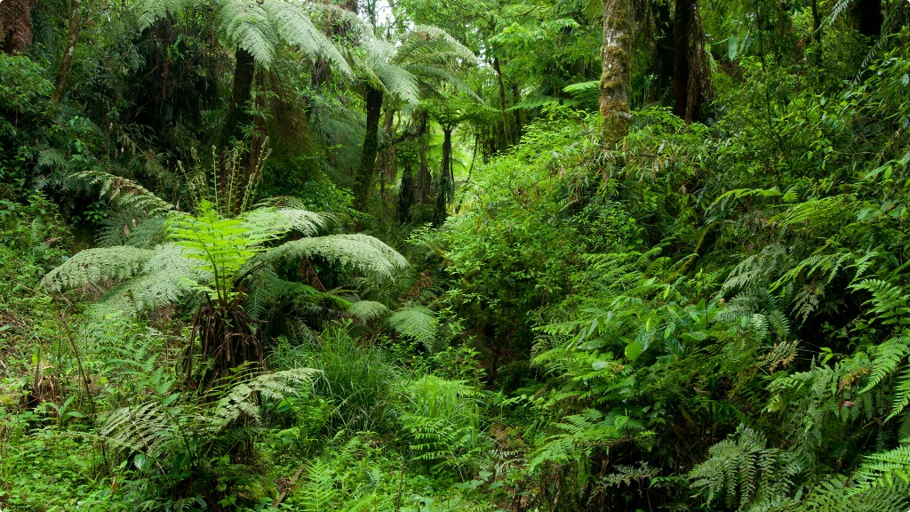 Área florestal Klabin no Paraná 