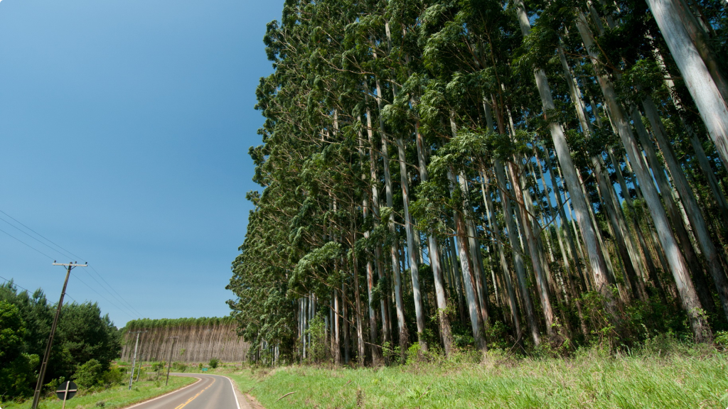 Floresta de Eucalipto