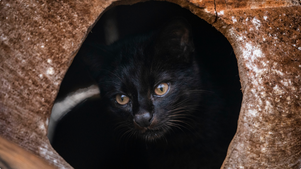 Gato do Mato Parque Ecológico Klabin