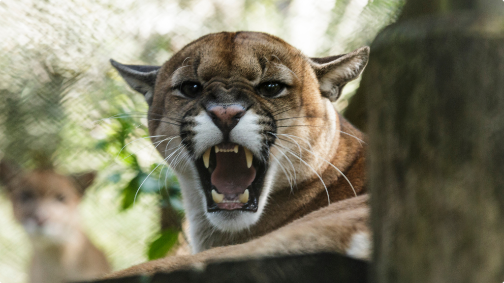 Puma no Parque Ecológico Klabin