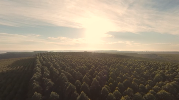 Klabin 360º – An experience in our forests