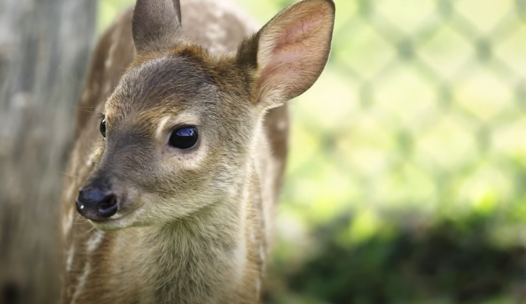 Parque Ecológico Klabin: conheça a Bambina